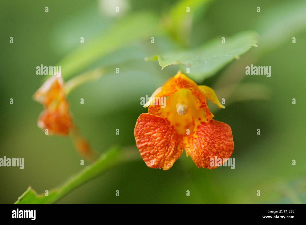 Springkraut oder Röhricht-Orangenblütenwasser. Impatiens Capensis. Stockfoto