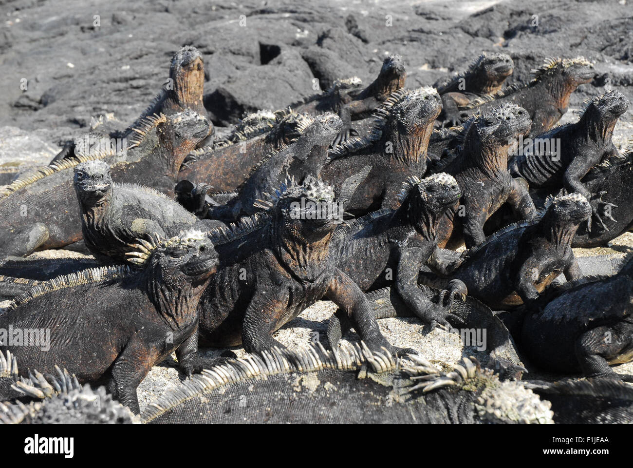 Meerechsen Sonnenbaden auf Lava Rock - Galapagos-Inseln, Ecuador, Südamerika Stockfoto