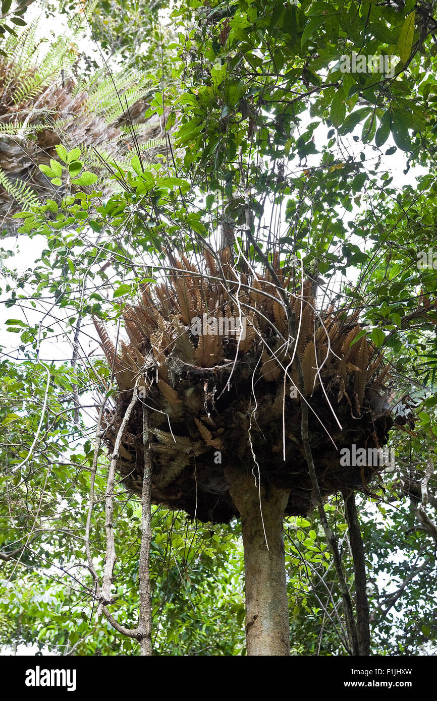 Riesenvogel nisten im Regenwald Stockfoto