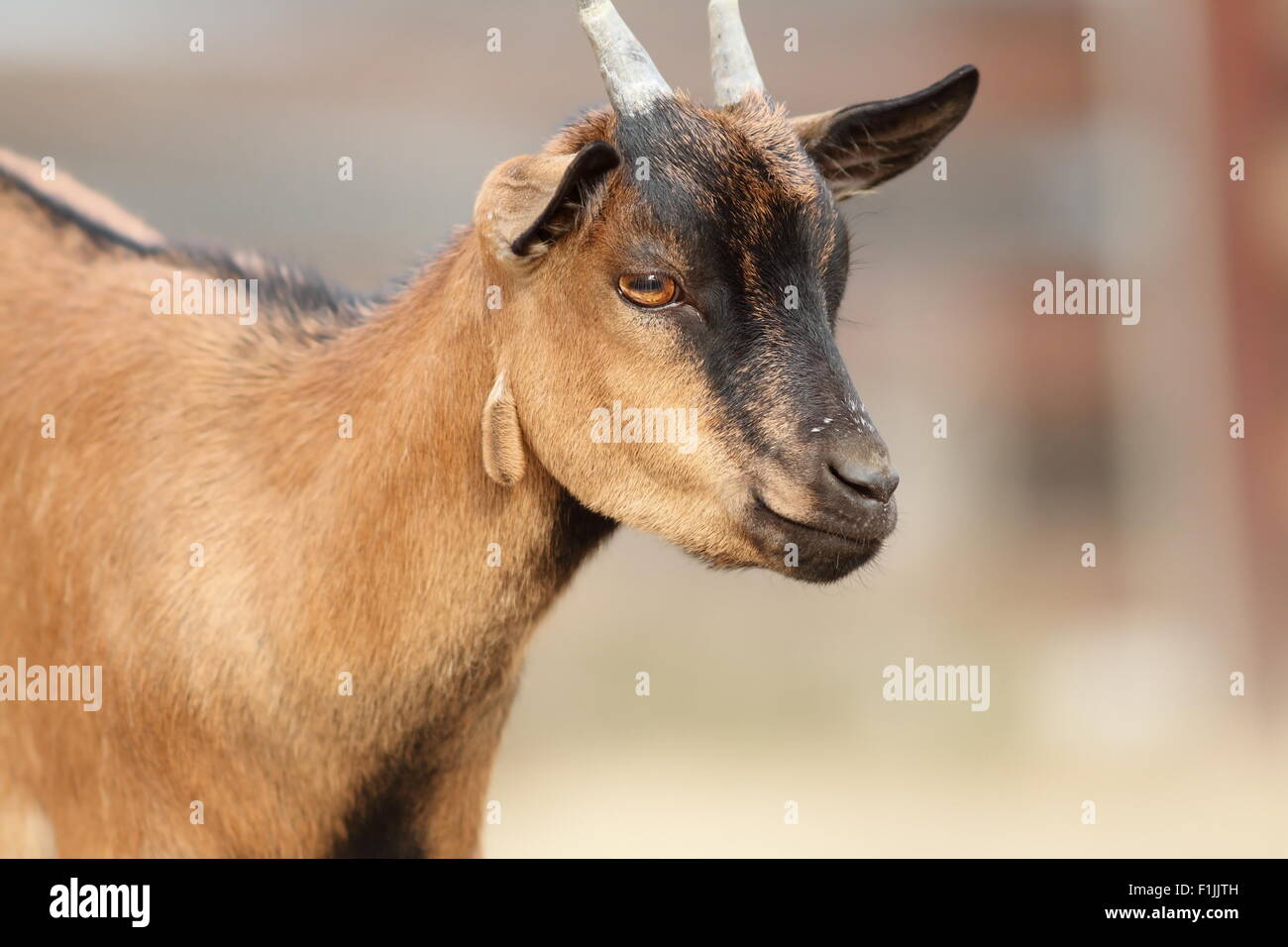 schöne braune Ziege Ram Porträt fotografiert auf dem Bauernhof Stockfoto