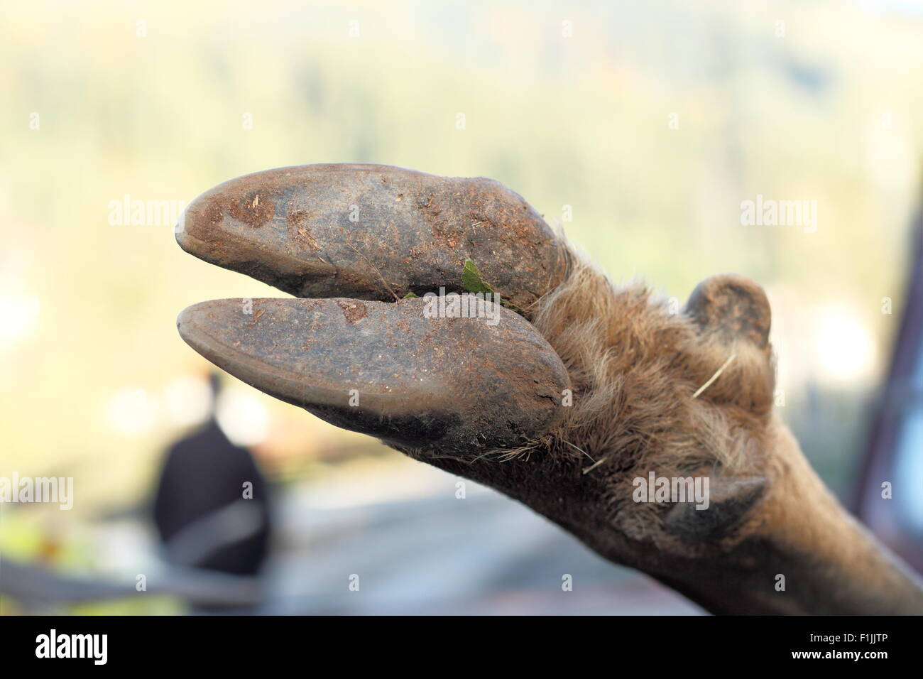 Nahaufnahme Bild der Rothirsch (Cervus Elaphus) HUF auf ein gehetztes Tier gemacht Stockfoto