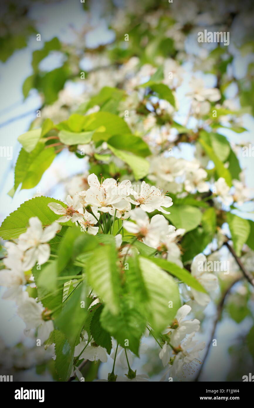 schöne weiße Kirsche Frühlingsblumen auf Baum wächst Stockfoto