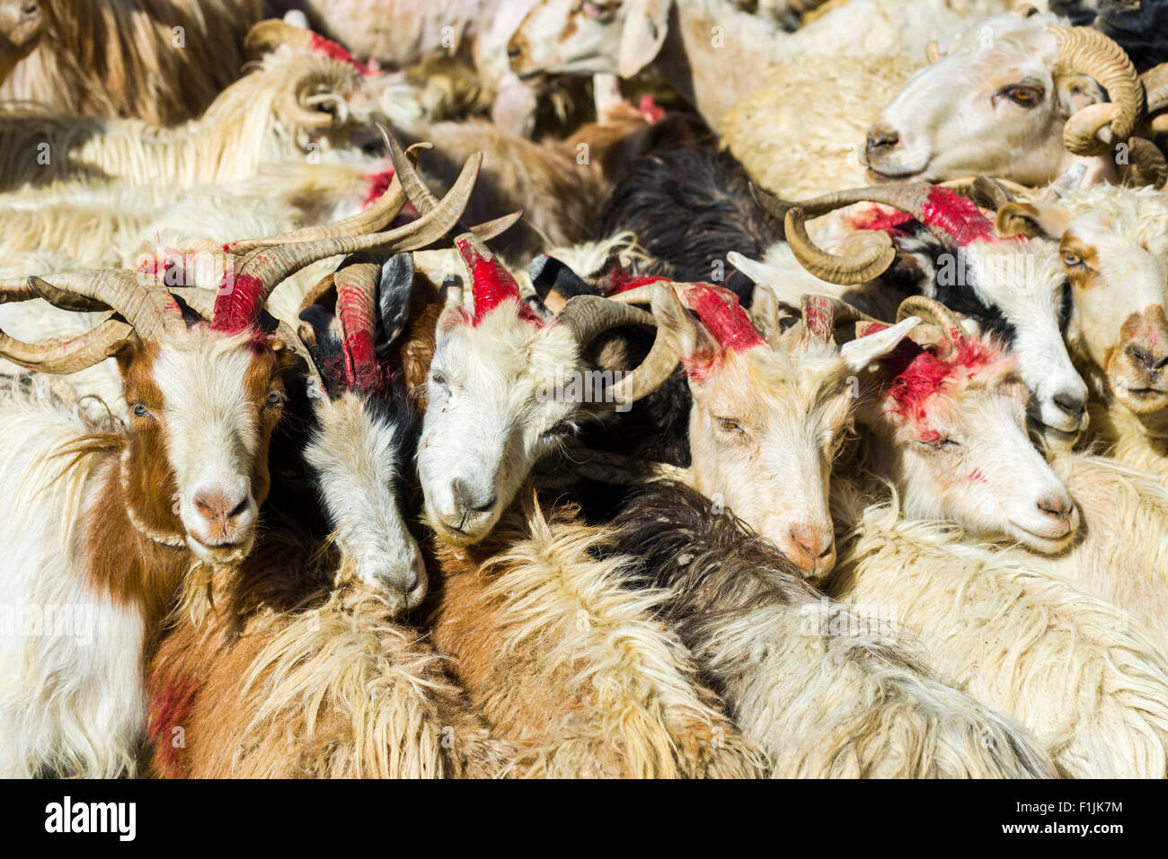 Pashmina Ziegen (Capra Aegagrus Hircus) sind miteinander verbunden, zum Melken, Tso Moriri, Changtang Bereich Korzok, Jammu und Kaschmir Stockfoto