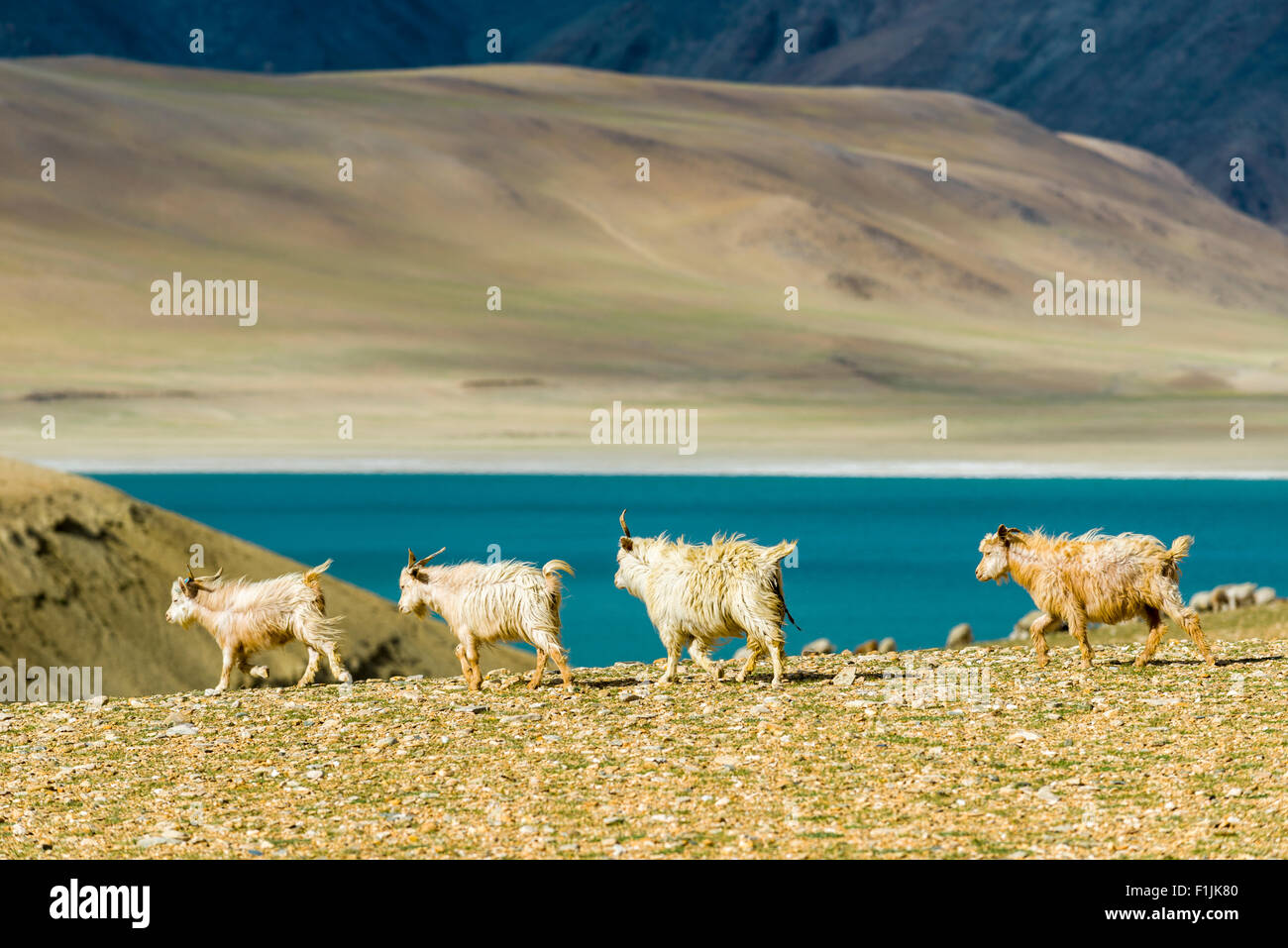 Karge Landschaft mit einer Herde von Pashmina Ziegen (Capra Aegagrus Hircus) und das türkisblaue Wasser des Sees Tso Moriri Stockfoto