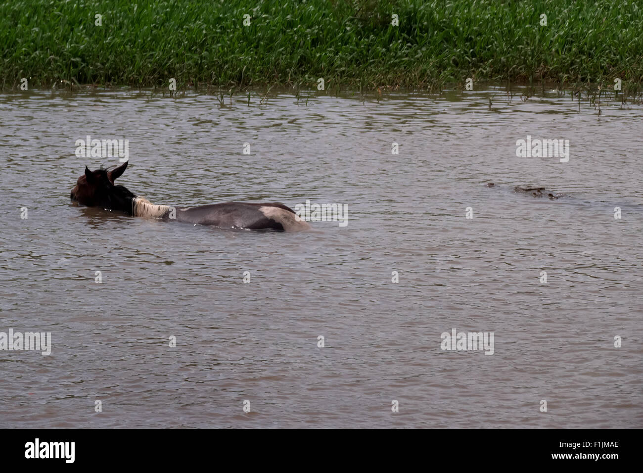 Amerikanisches Krokodil, Vogel und Pferd in den Fluss Rio Tarcoles Costa Rica. Freilebender Tiere, Tierwelt, Natur, Tiere, Regen Stockfoto