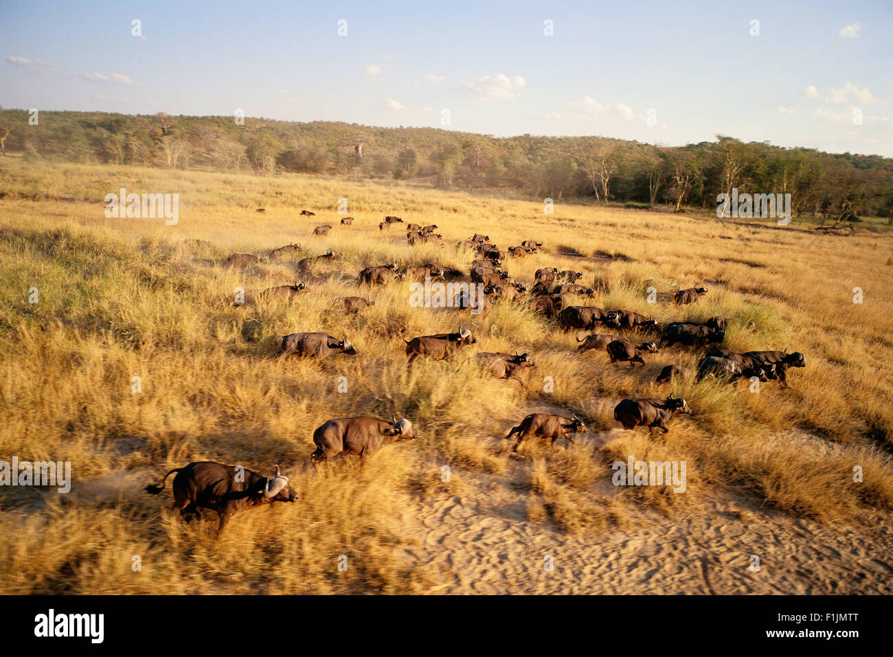 Büffel-Herde-Krüger-Nationalpark Mpumalanga, Südafrika Stockfoto