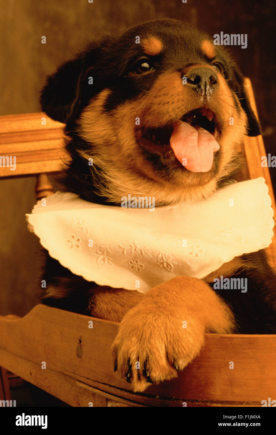 Porträt von Rottweiler Welpen im Hochstuhl, Lätzchen tragen Stockfoto