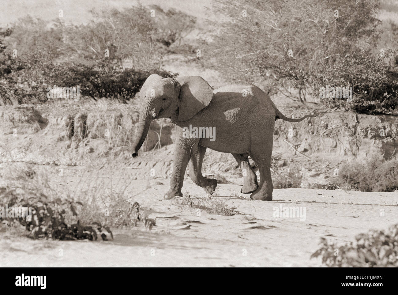 Seitenprofil Elefanten Wandern, Afrika Stockfoto