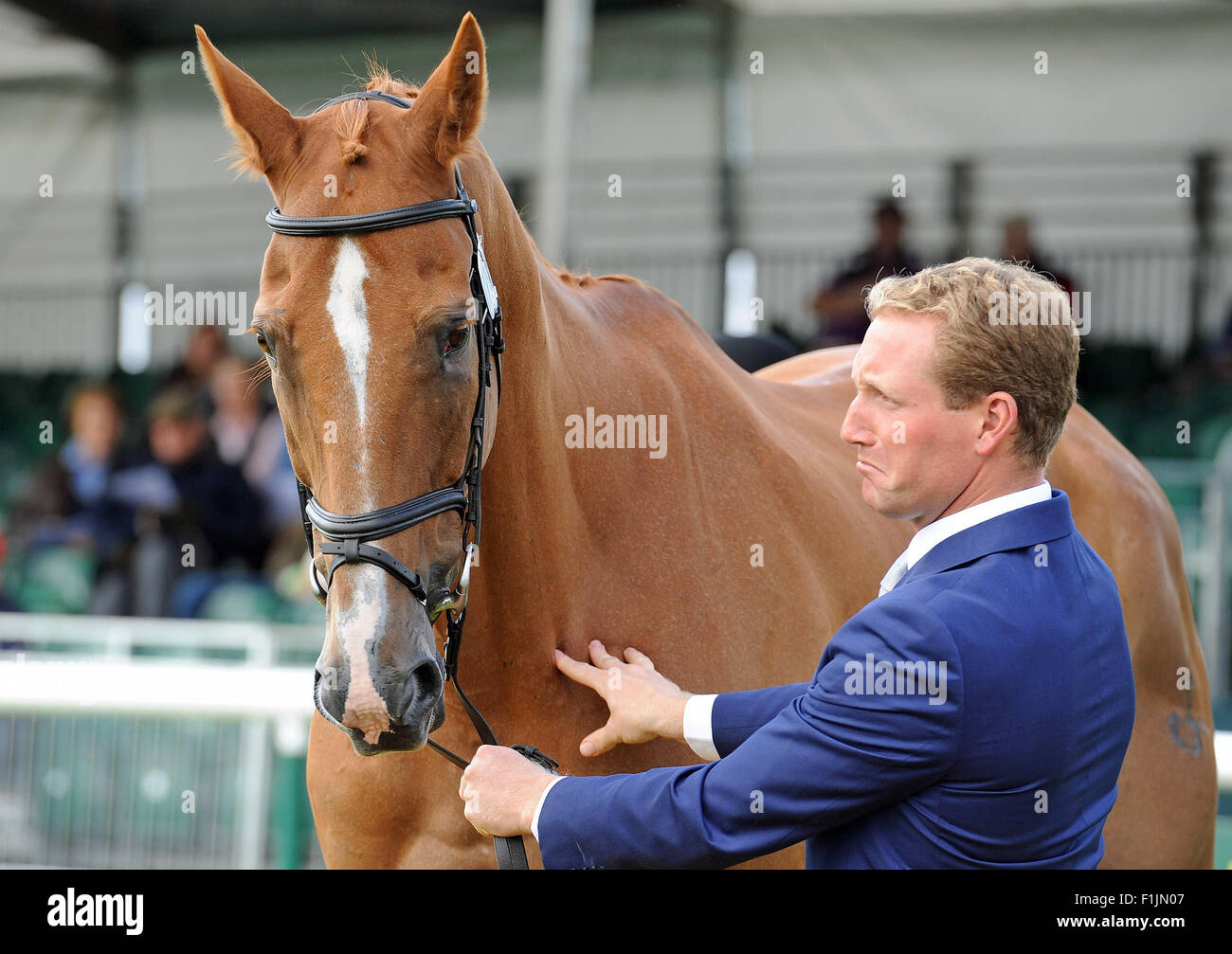 Stamford, UK. 2. September 2015. Land Rover Burghley Horse Trials 2015, Stamford England. Oliver Townend (GBR) RidingÊArmada während der ersten Inspektion Credit: Julie Badrick/Alamy Live News Stockfoto