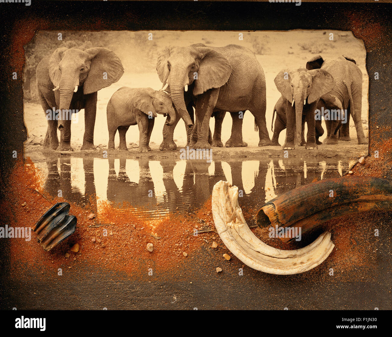 Elefantenherde am Wasser mit Collage aus Sand und Stoßzähne Stockfoto