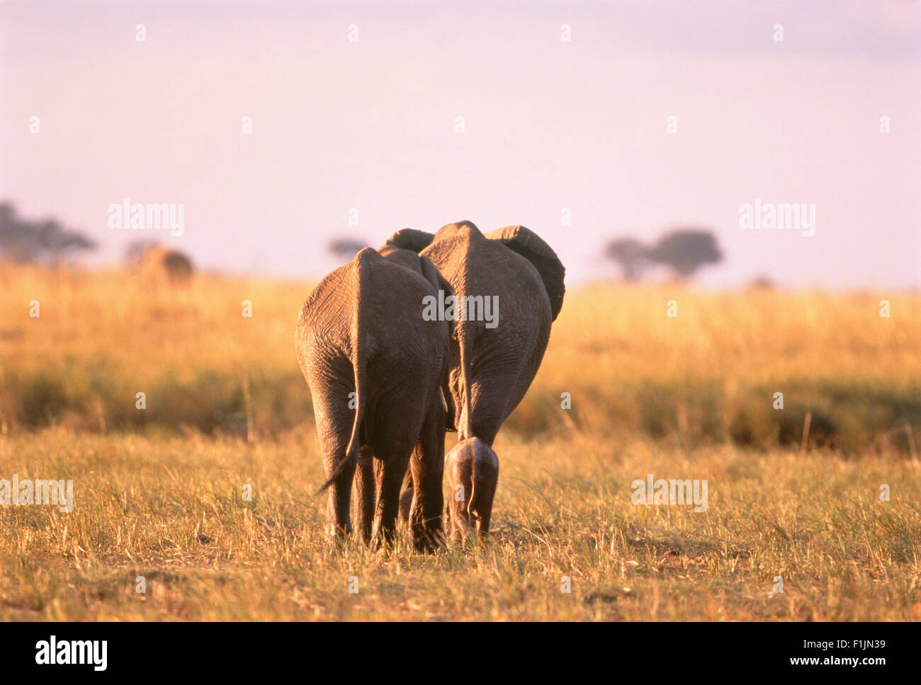 Rückansicht von zwei Elefanten und Kalb Savuti Region, Botswana, Afrika Stockfoto