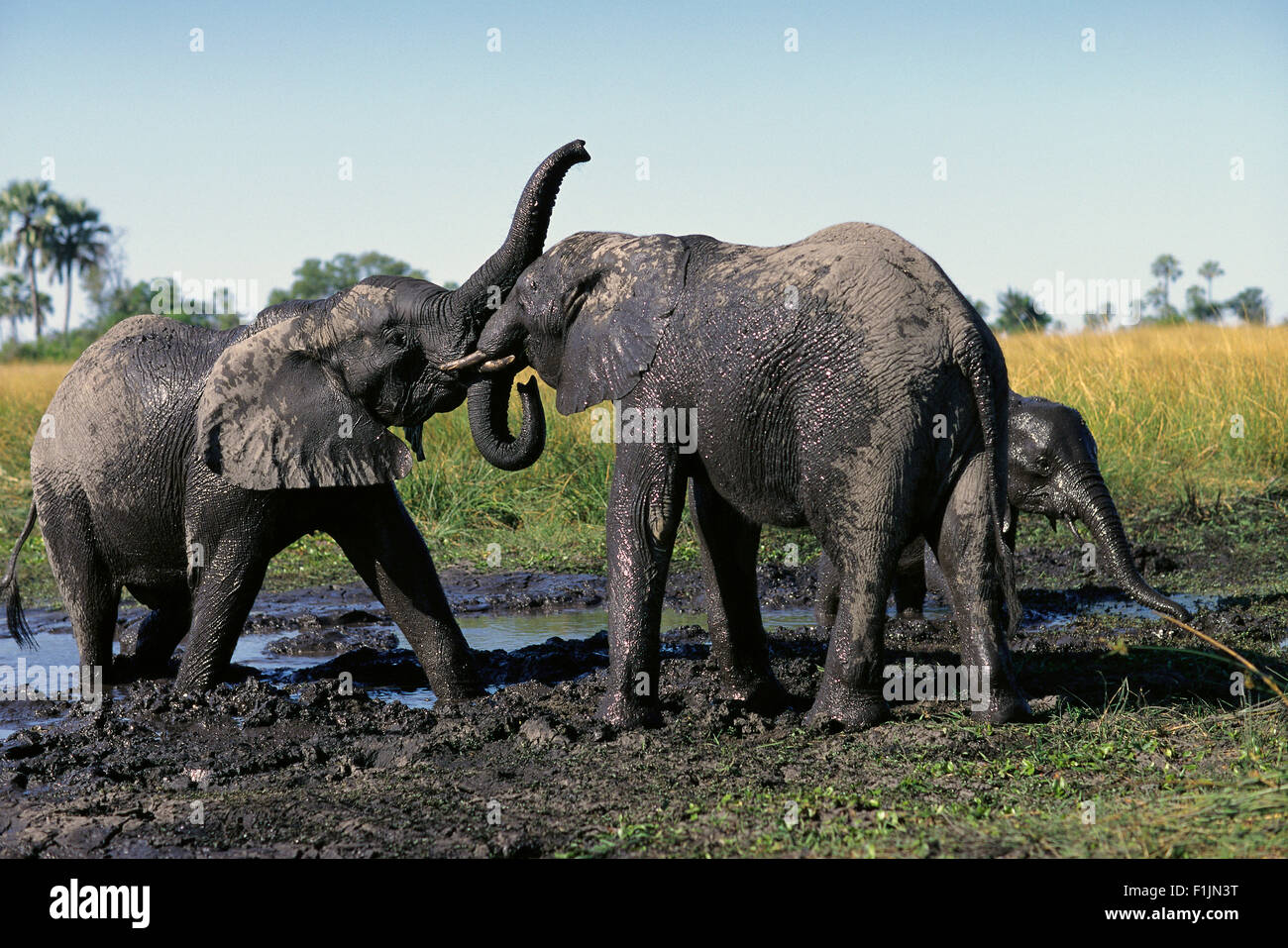 Elefanten im Wasserloch Okavango Delta, Botswana, Afrika Stockfoto