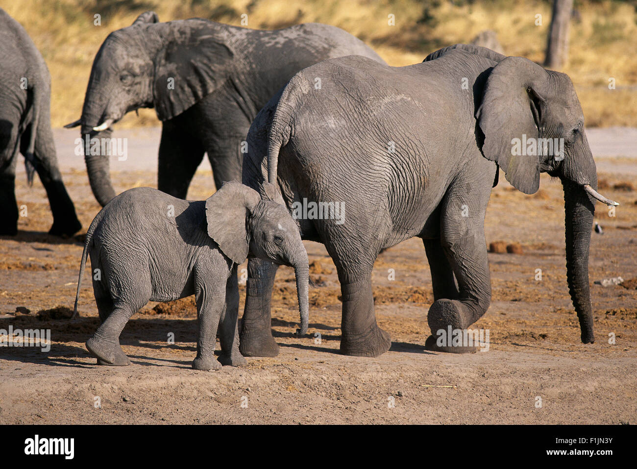 Elefanten und Kalb Savuti Region in der Nähe von Botswana Chobe-Nationalpark in Afrika Stockfoto