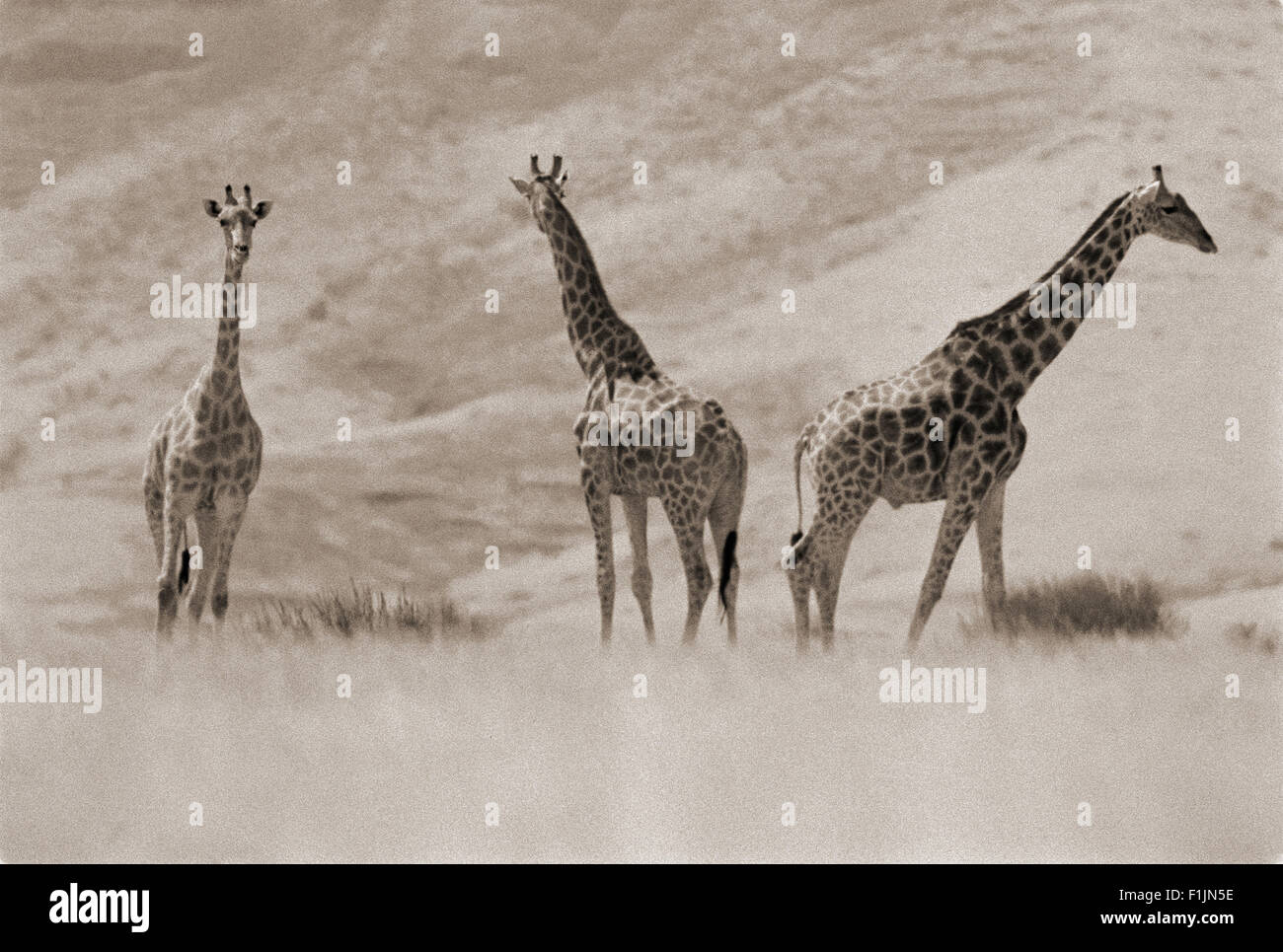 Drei Giraffen in Landschaft, Afrika Stockfoto