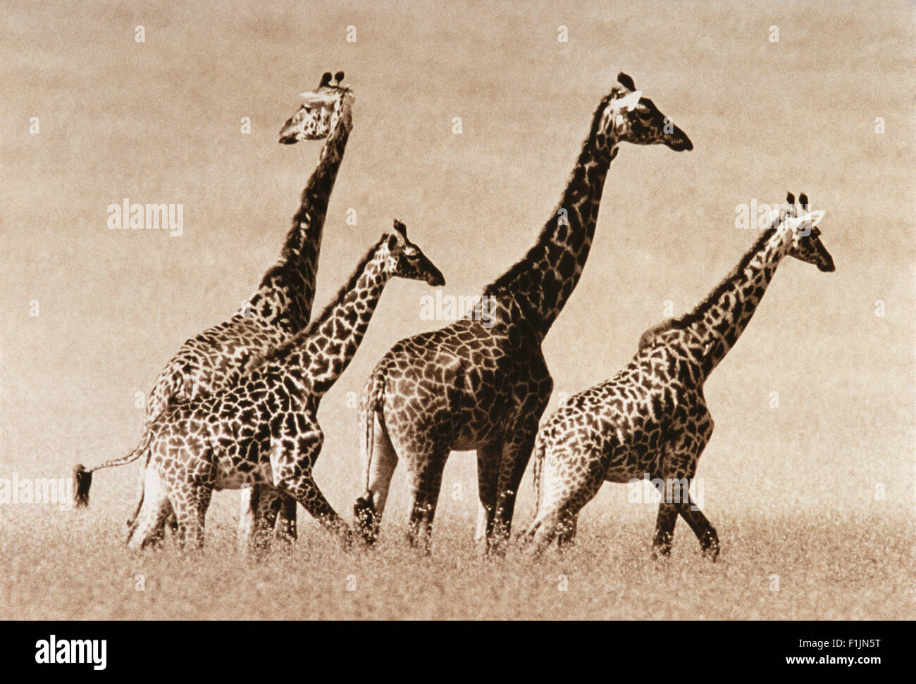 Herde Giraffen Stockfoto