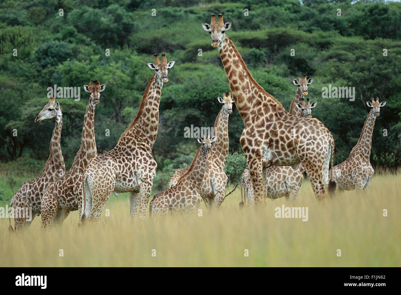 Herde Giraffen stehen im Feld, Namibia, Afrika Stockfoto