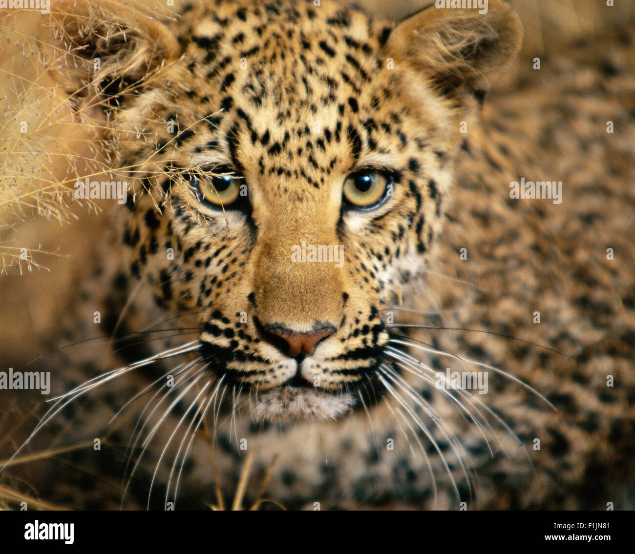 Porträt von Leopard Stockfoto