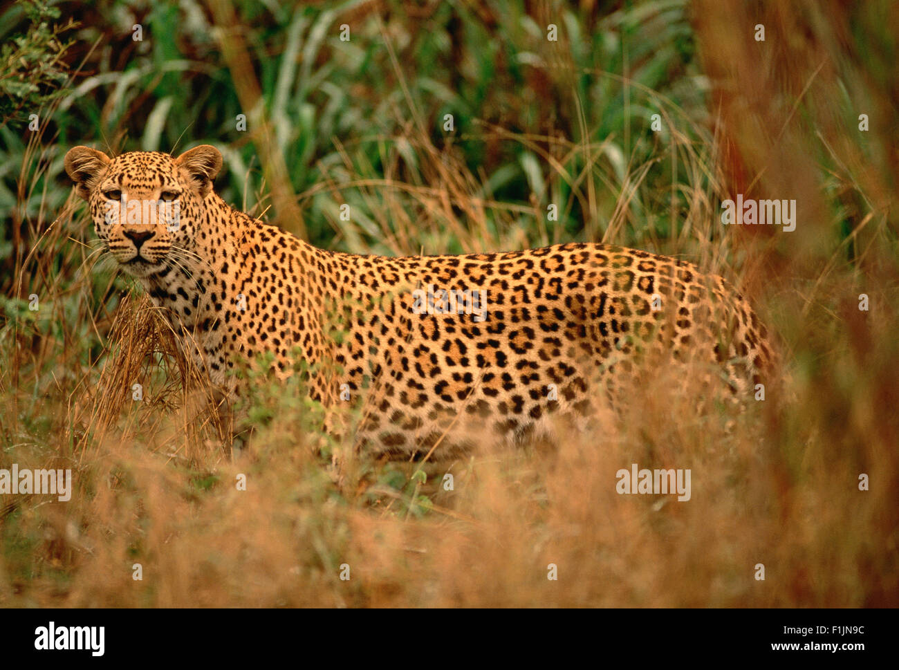 Porträt von Leopard lange Gras Stockfoto