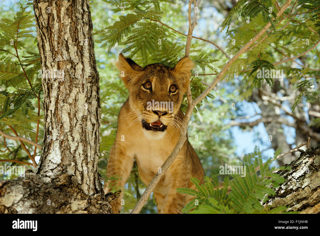 Löwin Blick durch Äste Stockfoto