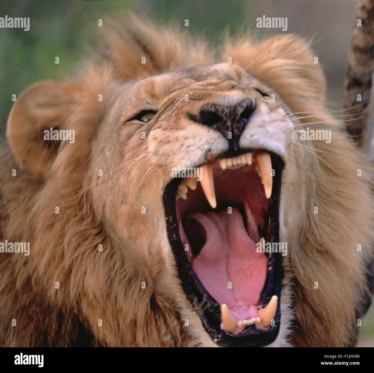 Nahaufnahme der Löwe brüllen Stockfoto