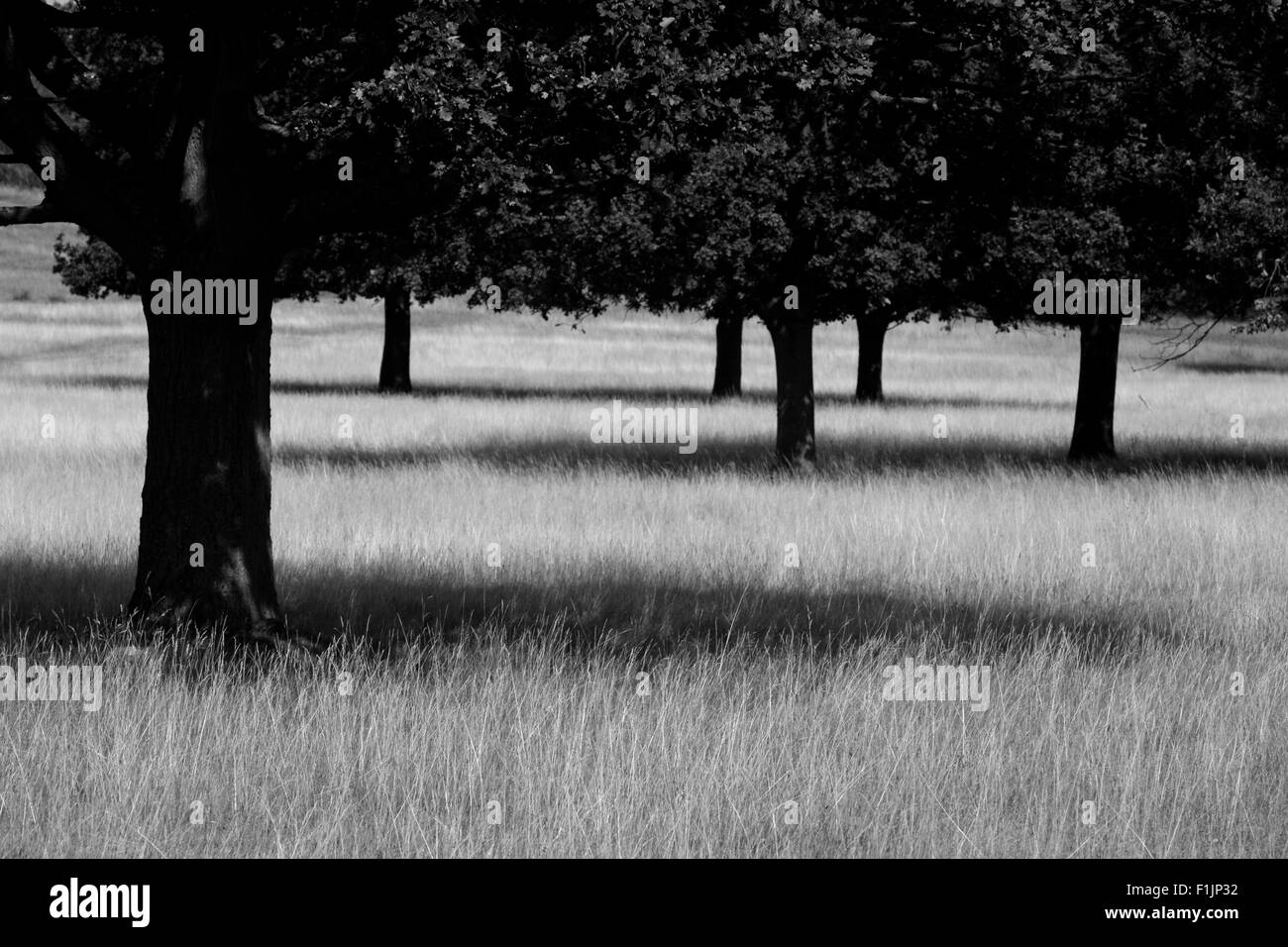 Wäldchen von Bäumen im Richmond Park, London, UK Stockfoto