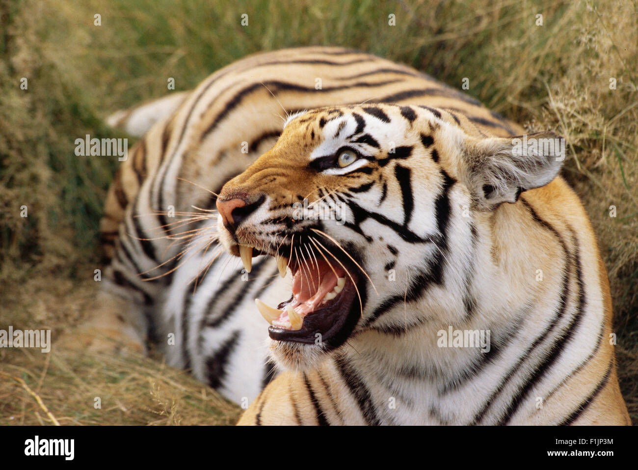 Knurren Tiger Stockfoto