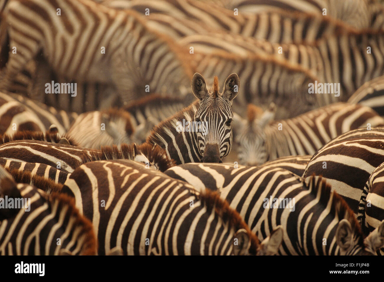 Herde Zebras Stockfoto