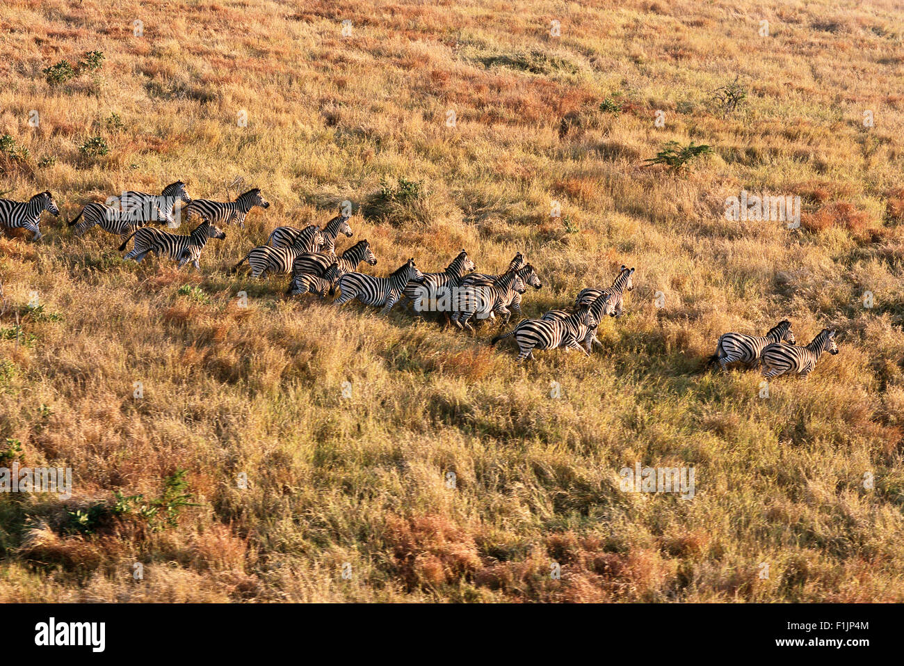 Aerial View Zebra Herde Krüger Nationalpark Mpumalanga, Südafrika Stockfoto