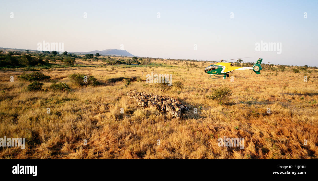 Hubschrauber über Zebra Herde Krüger Nationalpark Mpumalanga, Südafrika Stockfoto