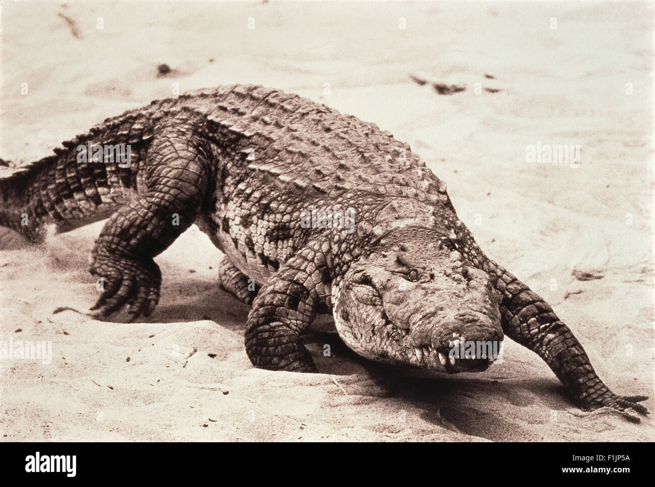 Krokodil zu Fuß am Strand Stockfoto