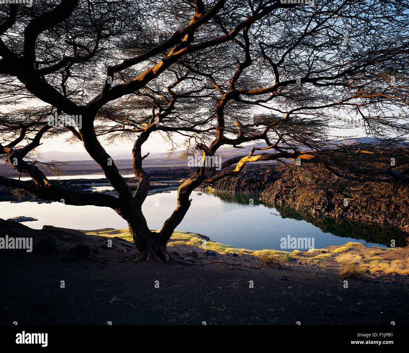 Anjous Baum von Kenia Turkana-See Stockfoto