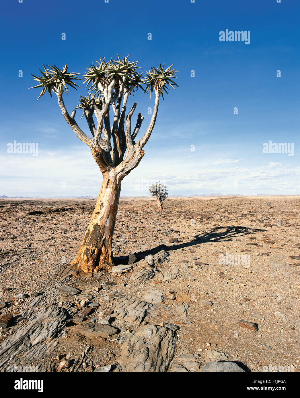 Kokerboom Bäume, Namibia, Afrika Stockfoto