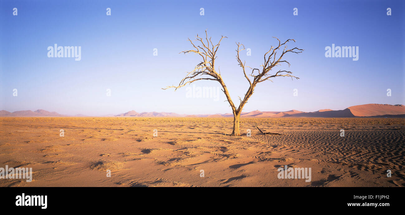 Namib-Wüste, Namibia, Afrika Stockfoto