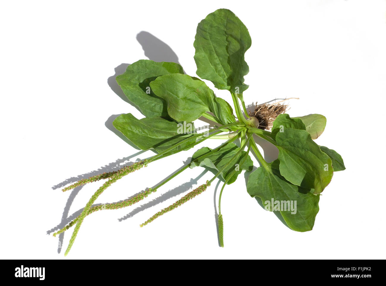 Breitwegerich, Plantago, major, Stockfoto