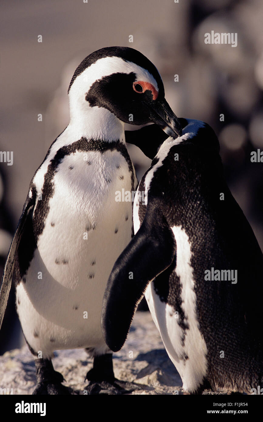 Porträt von Jackass Pinguine Dussen Island, Cape Agulhas Western Cape, Südafrika Stockfoto