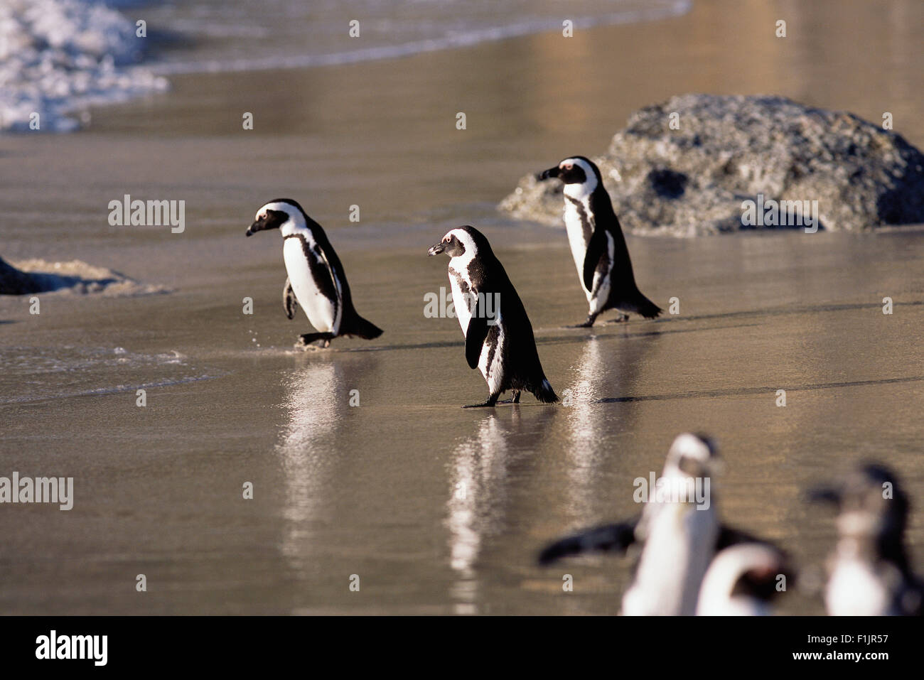 Jackass Pinguine am Strand Dussen Island, Cape Agulhas Western Cape, Südafrika Stockfoto