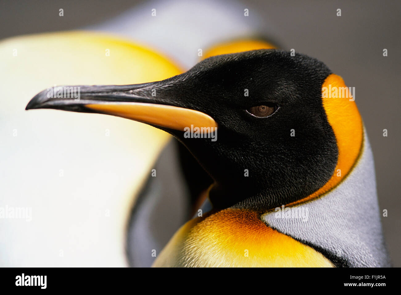 Königspinguin, South Georgia Island, Antarktis Stockfoto