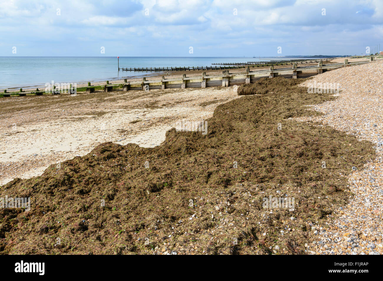 Bei Ebbe in West Sussex, England, Großbritannien, wurden an einem Kiesstrand braune Seegras aufgestumpelt und aufgespült. Stockfoto