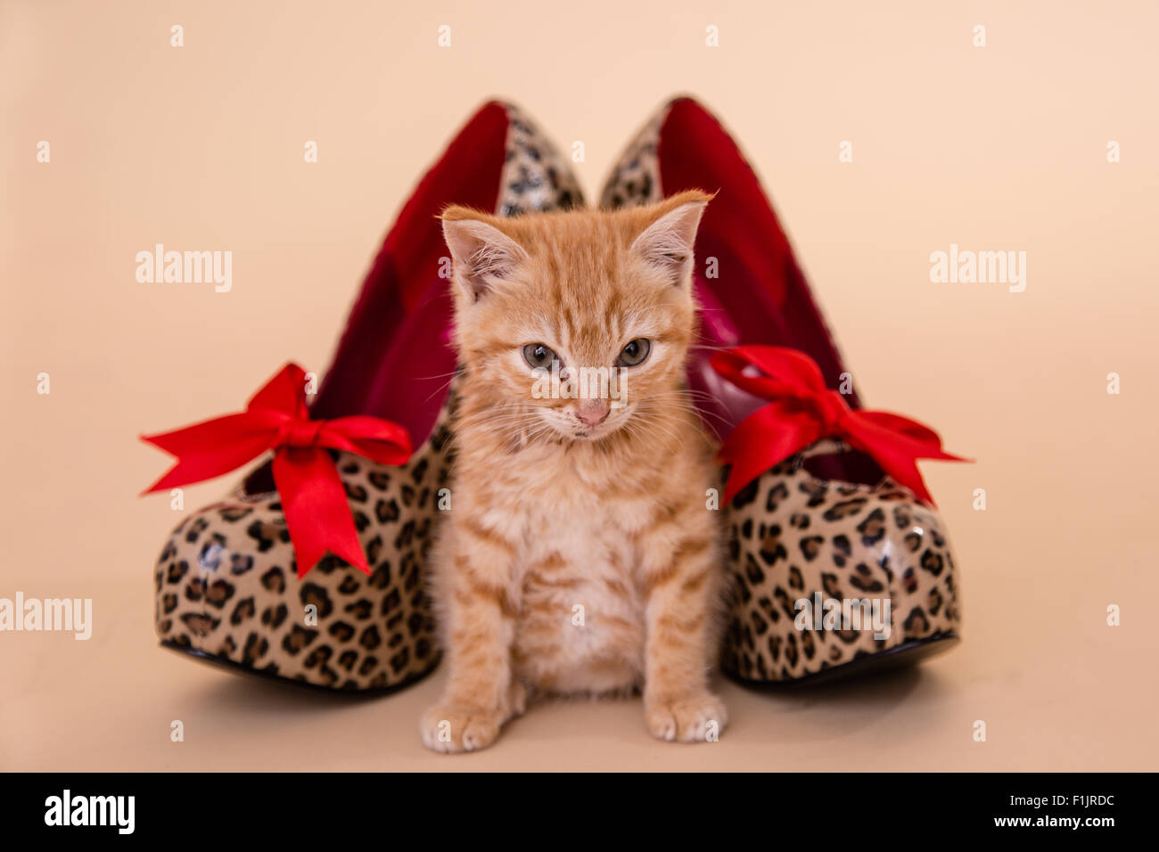 Winziges Ingwerkätzchen mit Stilettos mit Leopardenmuster und roter Schleife, die einen niedlichen Kontrast für Mode- und Haustierartikel bieten. Stockfoto