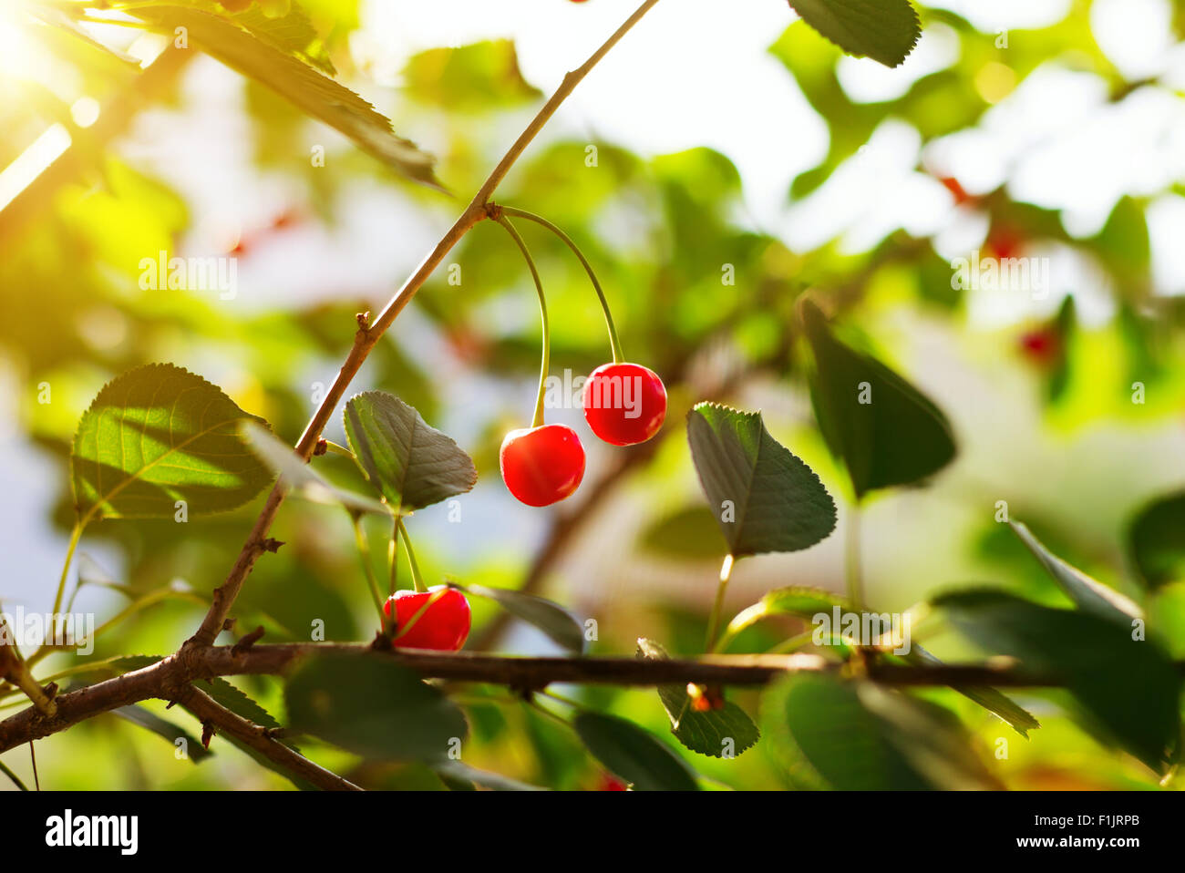 Roten Süßkirschen hängt an Zweig im Sommergarten Stockfoto