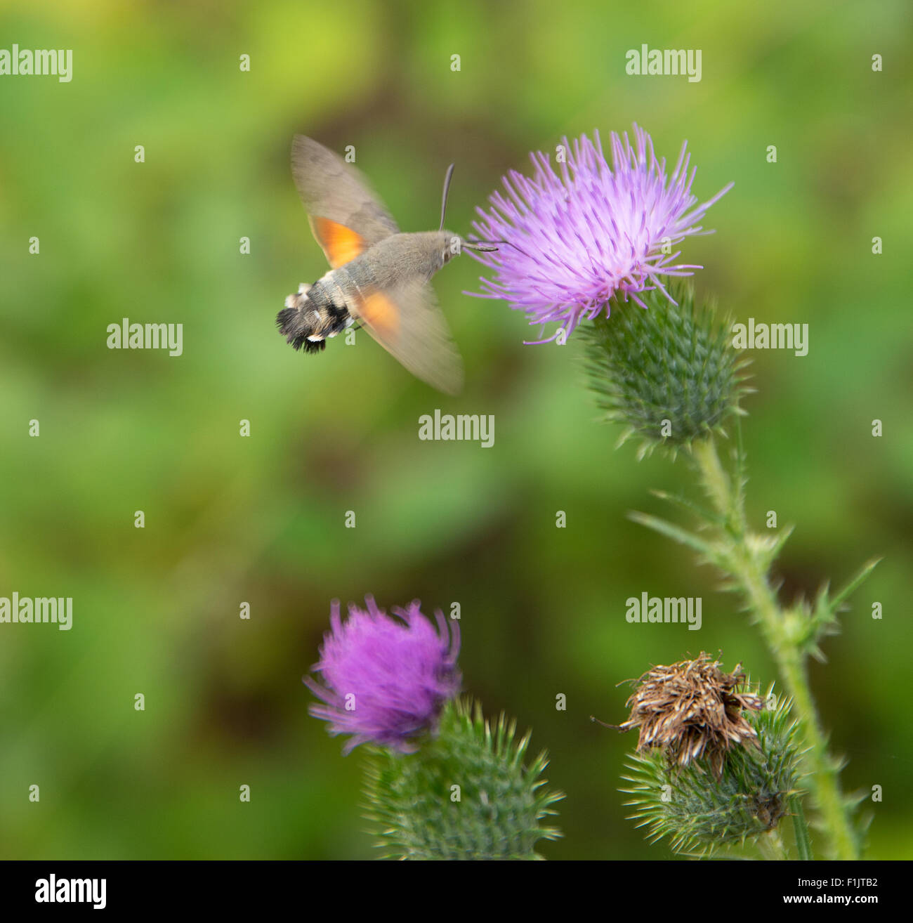 Schmetterling namens Kolibri Falke-Motte fliegen um eine Distel Blume Stockfoto