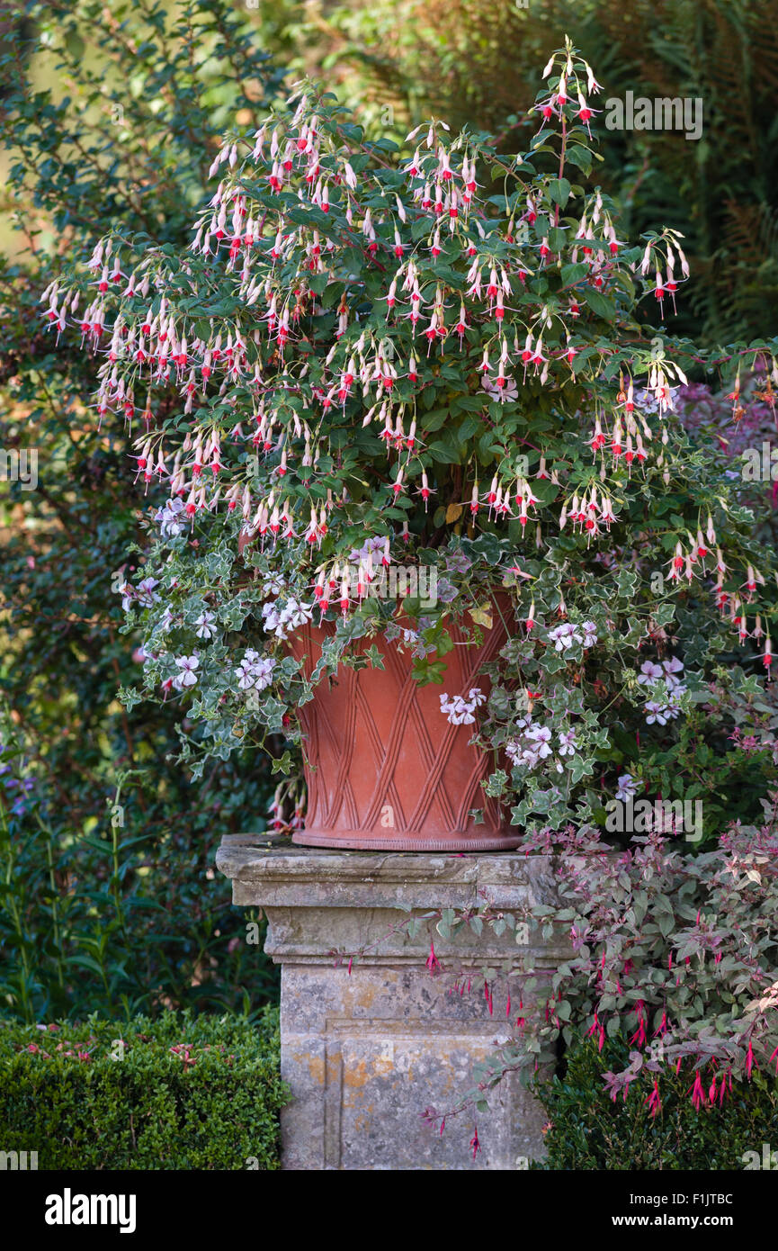 Powis Castle Gardens, Welshpool, Wales, UK. Eine Fuchsie auf einer der Terrassen unterhalb des Schlosses, Spätsommer (September) Stockfoto