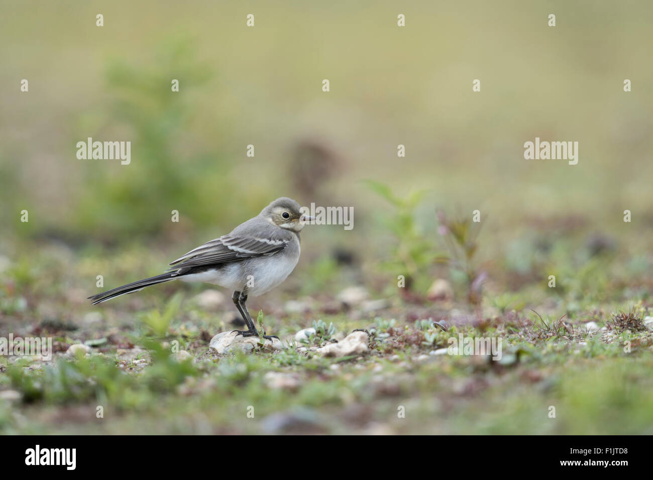 Junge Bachstelze / Bachstelze (Motacilla Alba) sitzt in seinem natürlichen Lebensraum. Stockfoto