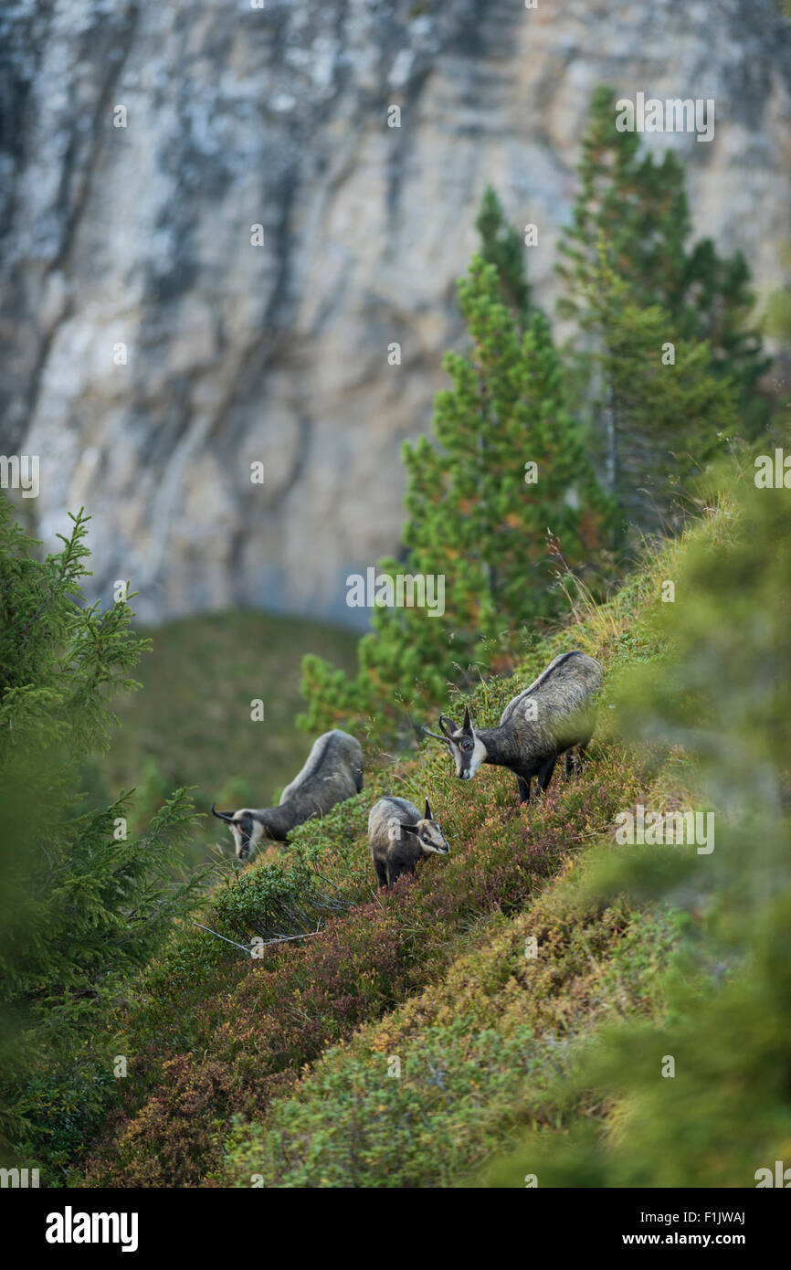 Herde Alpenchamois ( Rupicapra rupicapra ), die an einem steilen Hang in wunderbarer Bergregion weidet, Tierwelt, Europa, Schweiz, Berner Oberland. Stockfoto