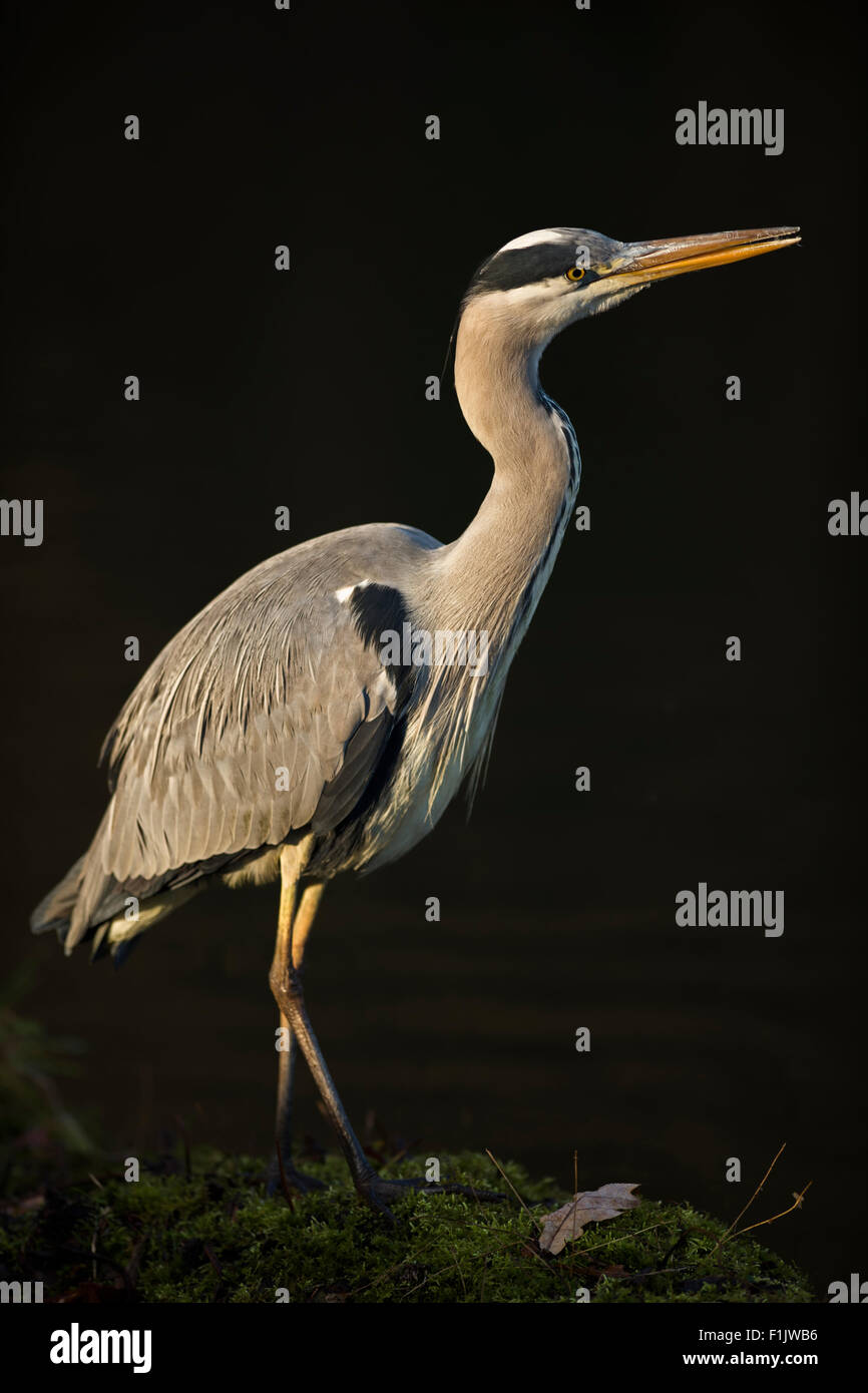 Graureiher / Graureiher (Ardea Cinerea) steht im wunderschönen Schlaglicht auf einer Bank von einem Körper des Wassers. Stockfoto