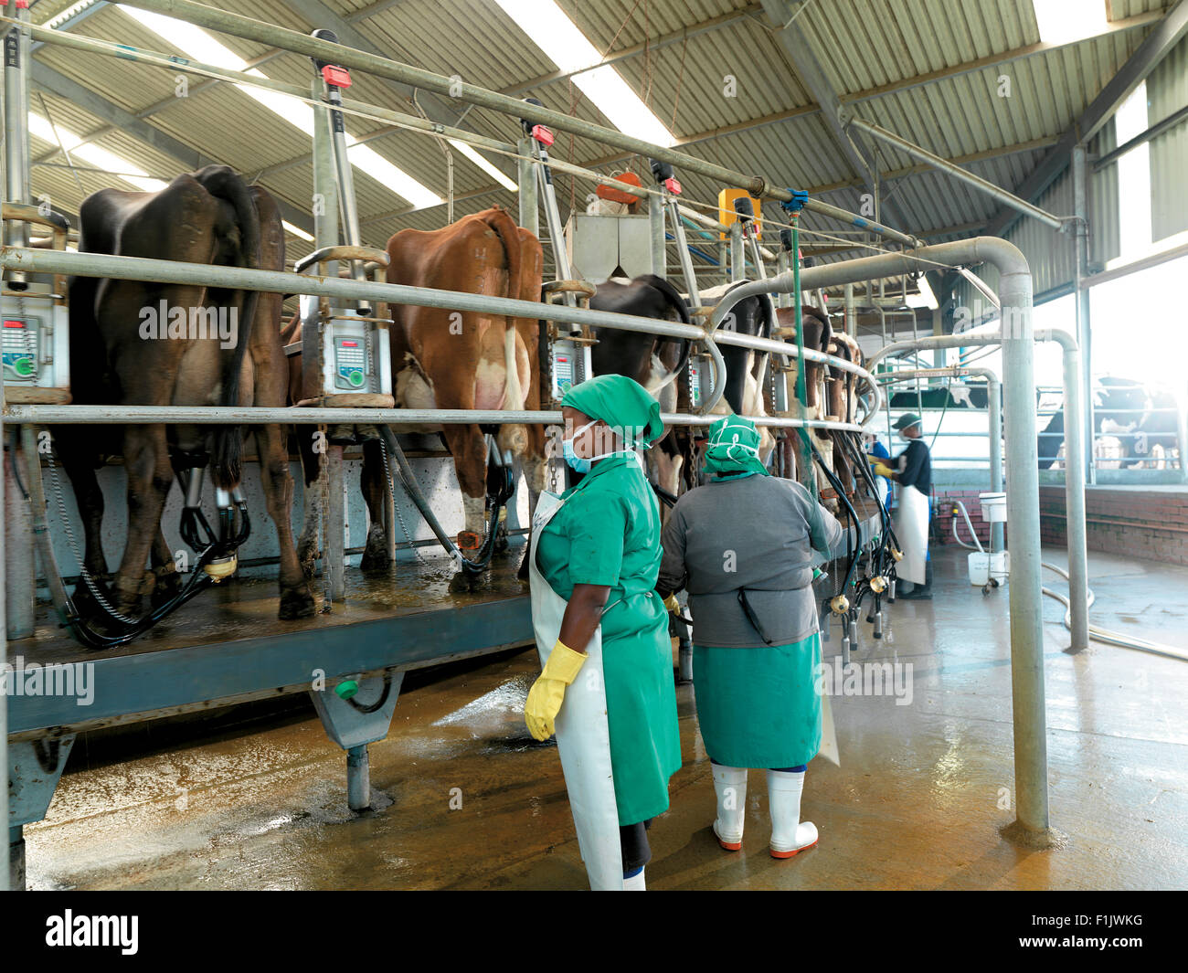 Arbeitnehmer und Kühe im rotary Melken Schuppen, Burnside Dairy Farm Stockfoto