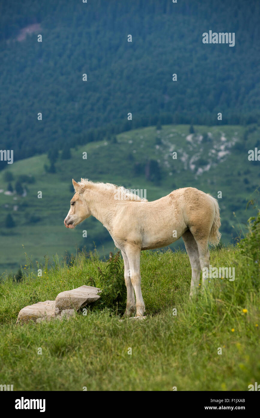 Haflinger-Fohlen in den Bergen Stockfoto