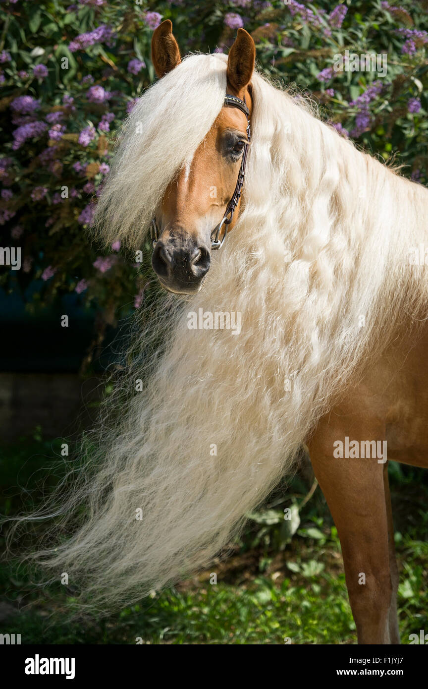 Wunderschönes Haflinger Stute Portrait mit langer Mähne Stockfotografie -  Alamy