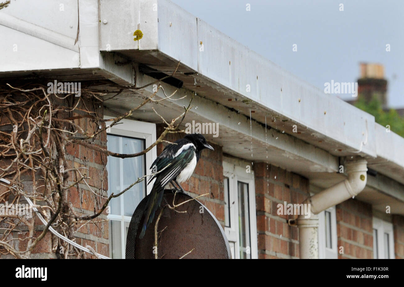 Elster sitzt auf einem Satellitenempfänger Fernsehen auf Haus Stockfoto