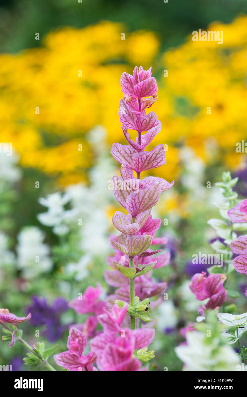 Salvia Viridis. Jährliche Muskatellersalbei. Malte Salbeiblätter Stockfoto